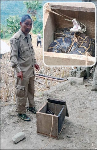 A forest guard with the Burmese Rock Python (Inset) which released into the wild by Department of Environment Forests & Climate Change at Longra village under Tuensang district on November 28.